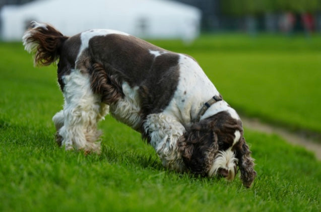 Why is my dog eating grass