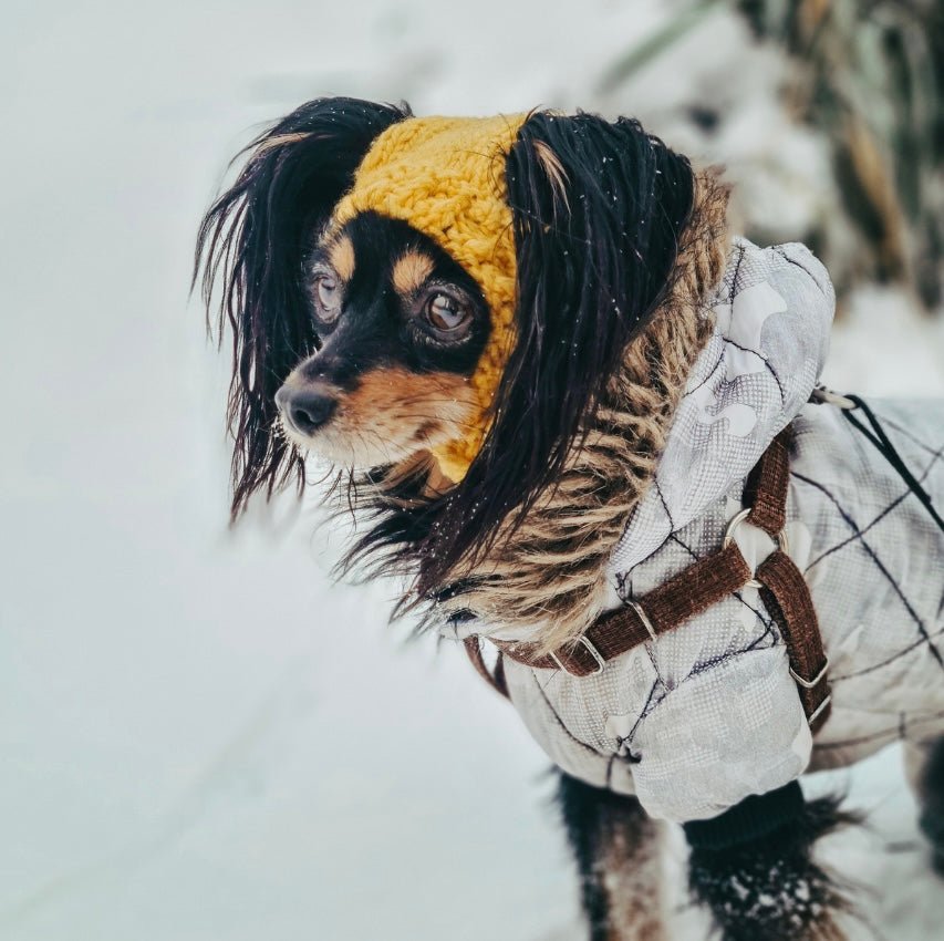 Winter-Ready Pets: Essential Tips to Keep Your Furry Friends Warm and Safe