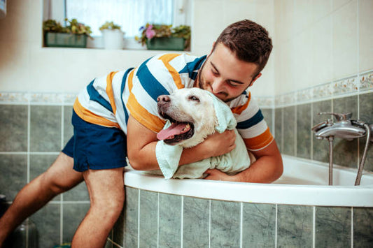 How to Groom and Bathe Your Dog at Home - Step by step guide